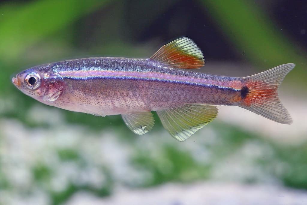 Tanichthys albonubes - Kardinalfisch 2