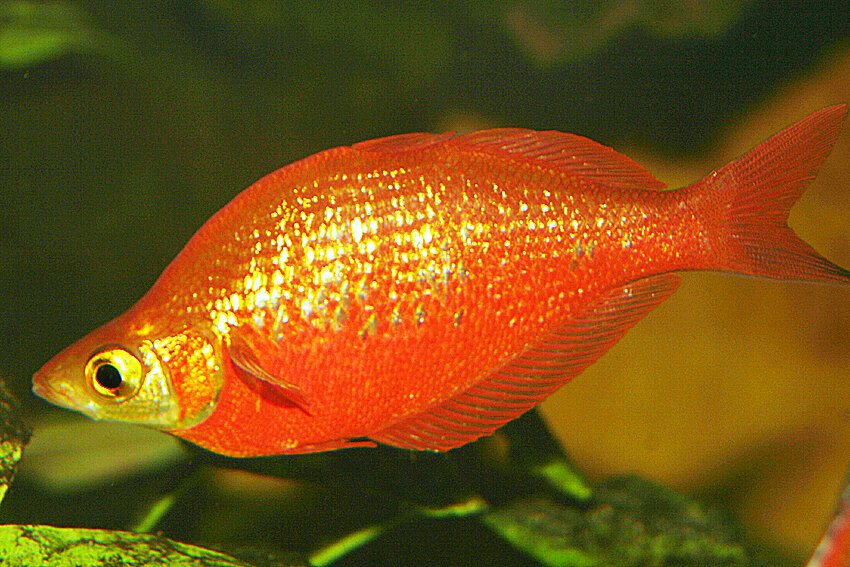 Glossolepis incisus - Lachsroter Regenbogenfisch 2