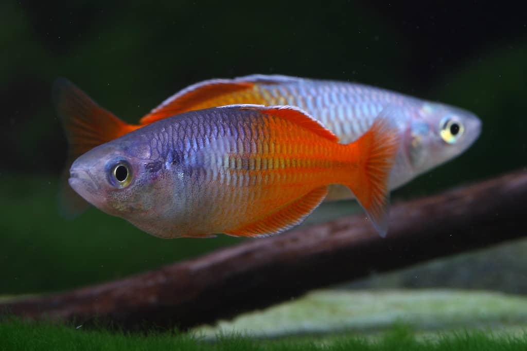 Melanotaenia boesemani - Bösemans Regenbogenfisch 2