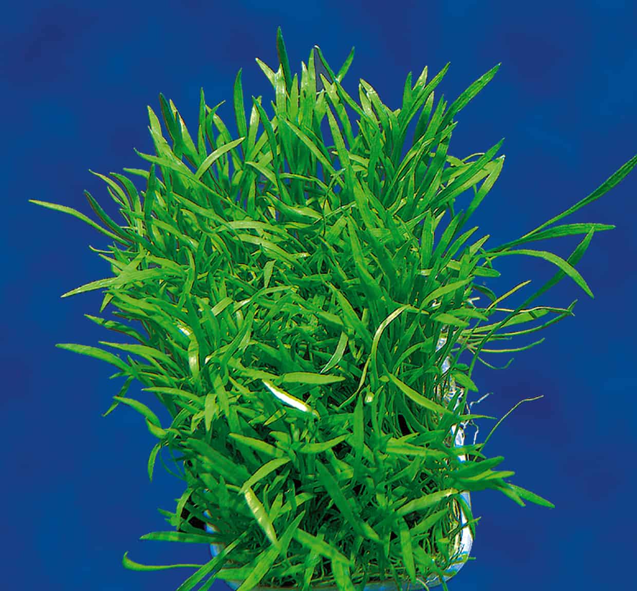 Lilaeopsis brasiliensis Graspflanze myfish Aus Freude an der