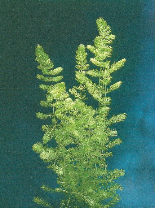 Ceratophyllum demersum submers