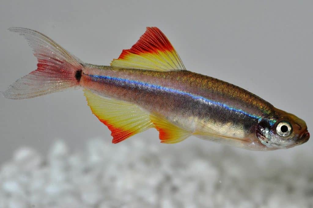 Tanichthys albonubes - Kardinalfisch 6