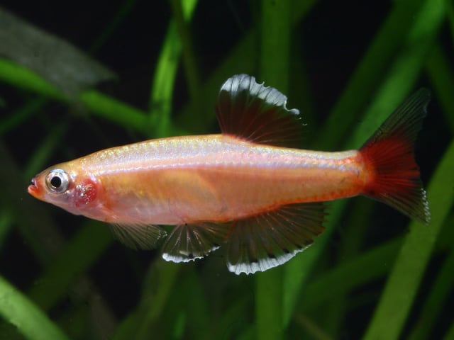 Tanichthys albonubes - Kardinalfisch 3