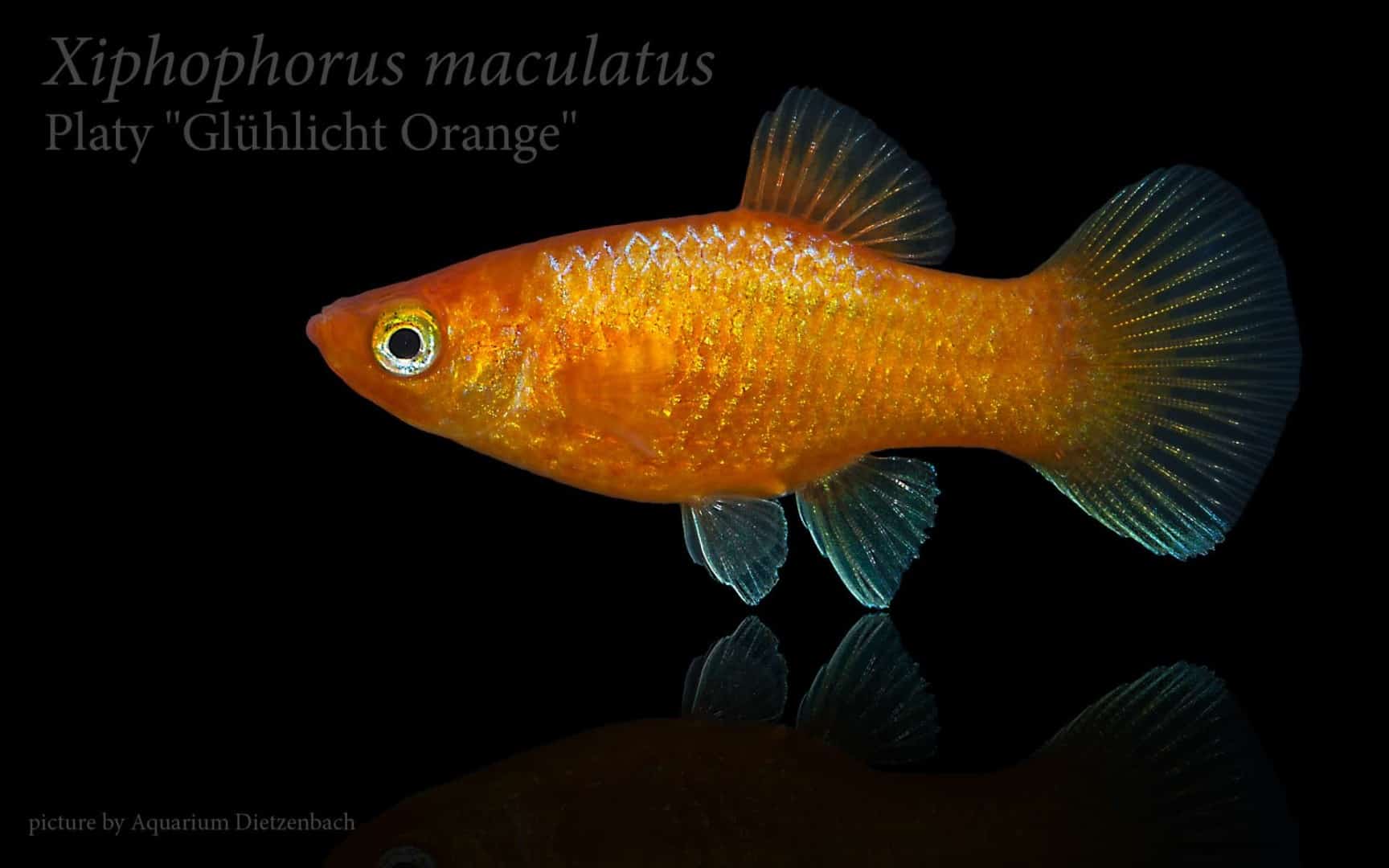 Xiphophorus maculatus - Platy 27