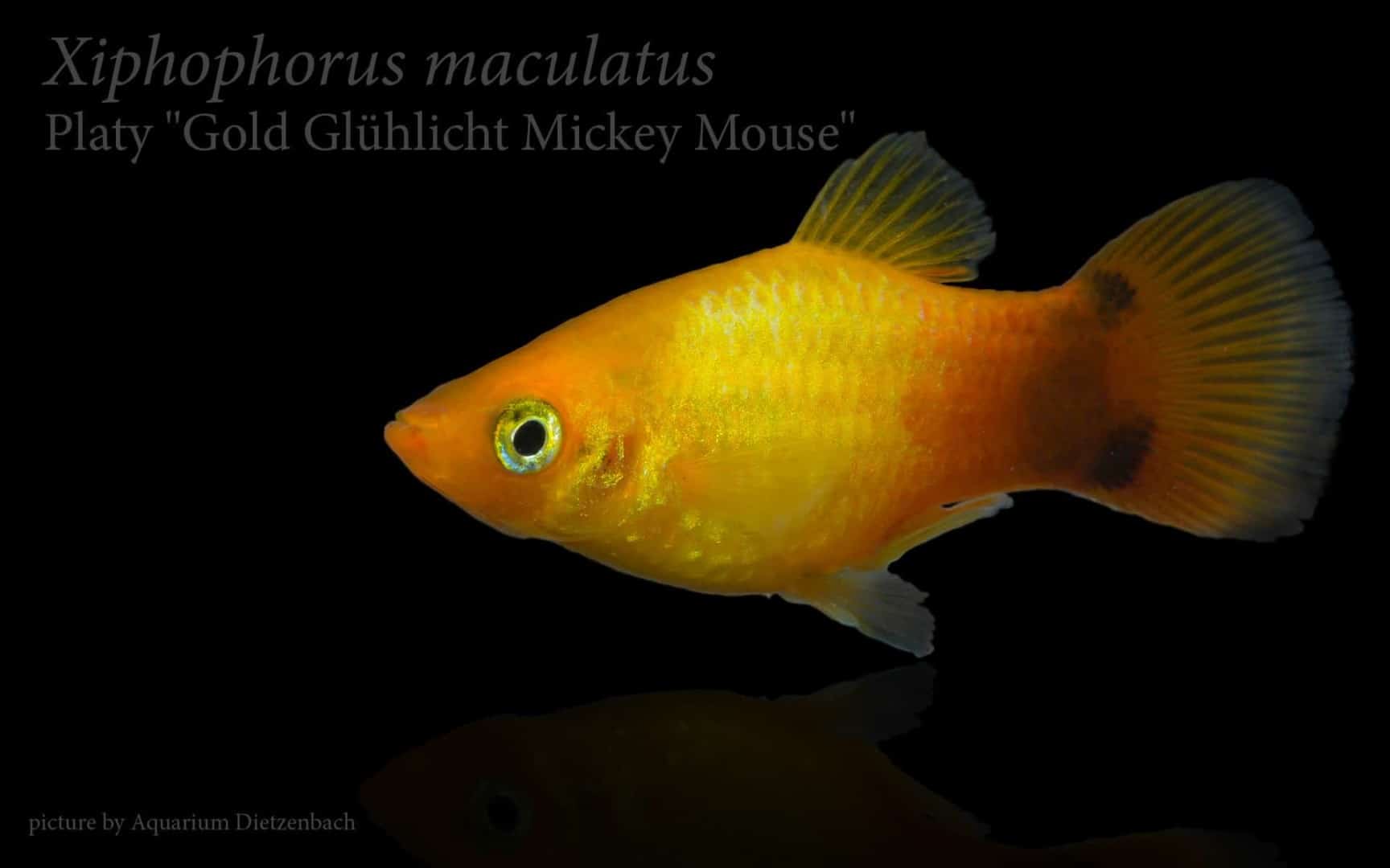 Xiphophorus maculatus - Platy 19