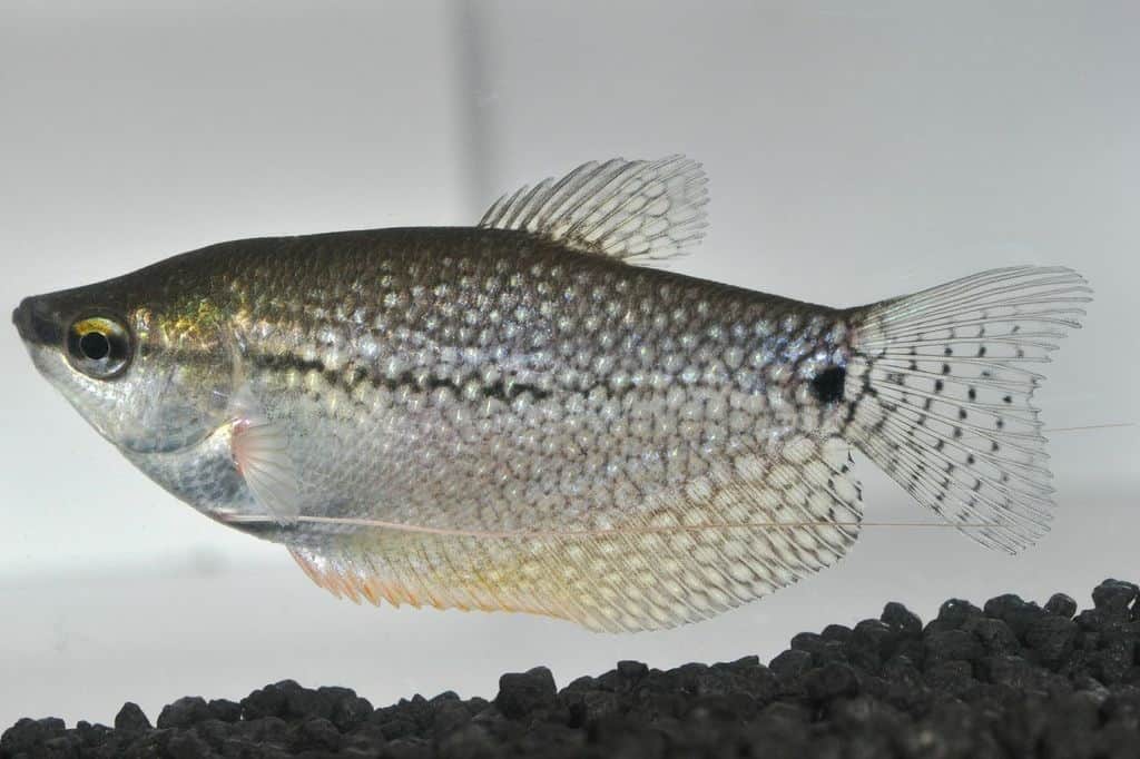 Trichogaster leeri - Mosaikfadenfisch 2