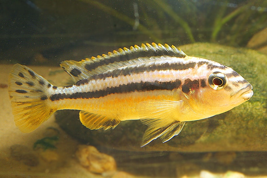Melanochromis auratus - Türkisgoldbarsch 2