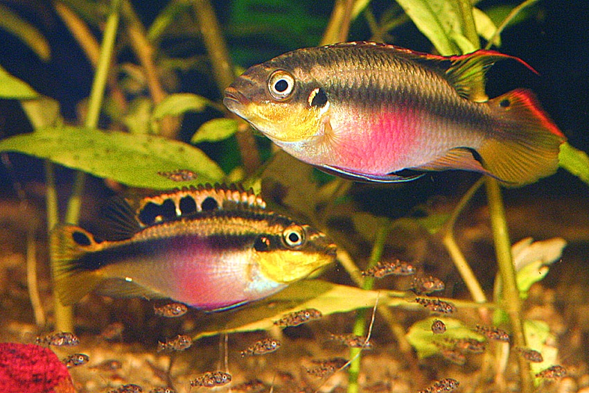 Pelvicachromis pulcher - Purpurprachtbuntbarsch 2