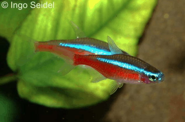 Paracheirodon axelrodi - Roter Neon 2