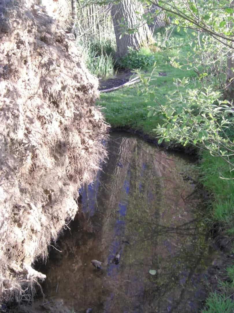 CIMG0153 Umgekippter Baum, dessen Wurzelteller neben einem schmalen Wassergraben aufragt