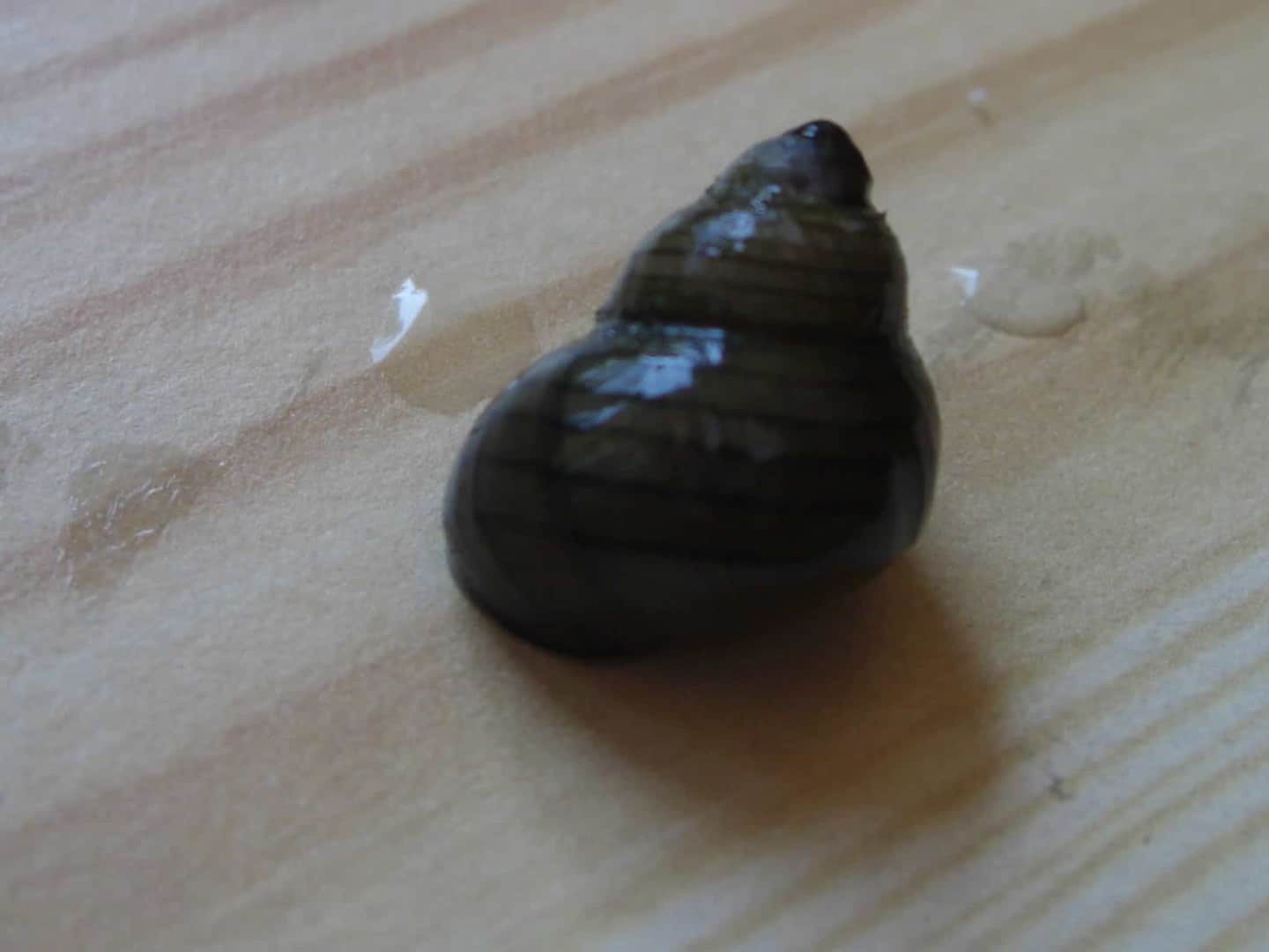 Ringelturmdeckelschnecke