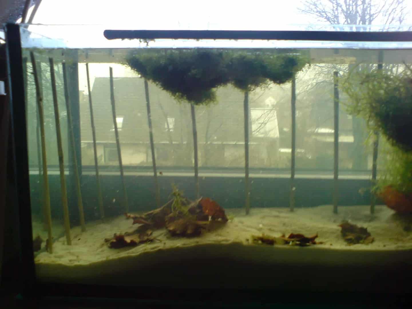 DSC00095 Vorbereitung der Javamoos-Rückwand: senkrechte Stäbe im Aquarium, oben ein Moosbüschel