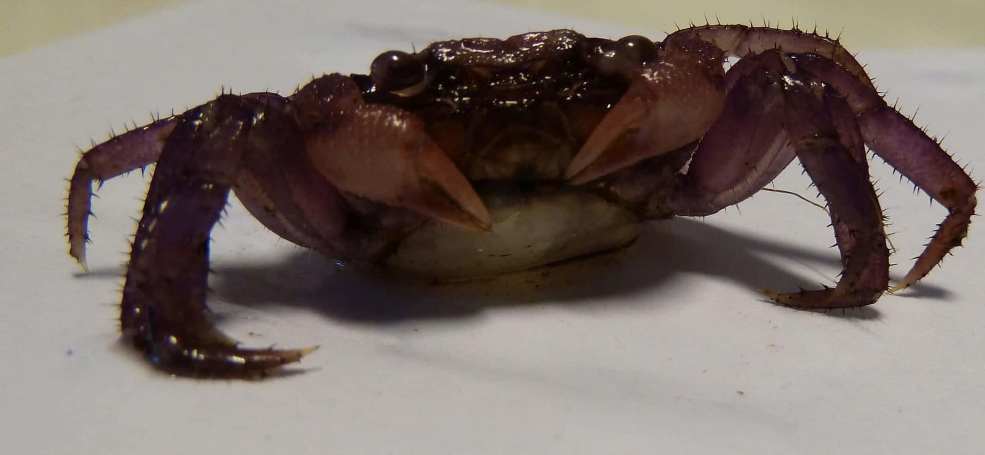 Häutung einer Vampirkrabbe – Geosesarma bicolor – “Vampir” Krabbe”