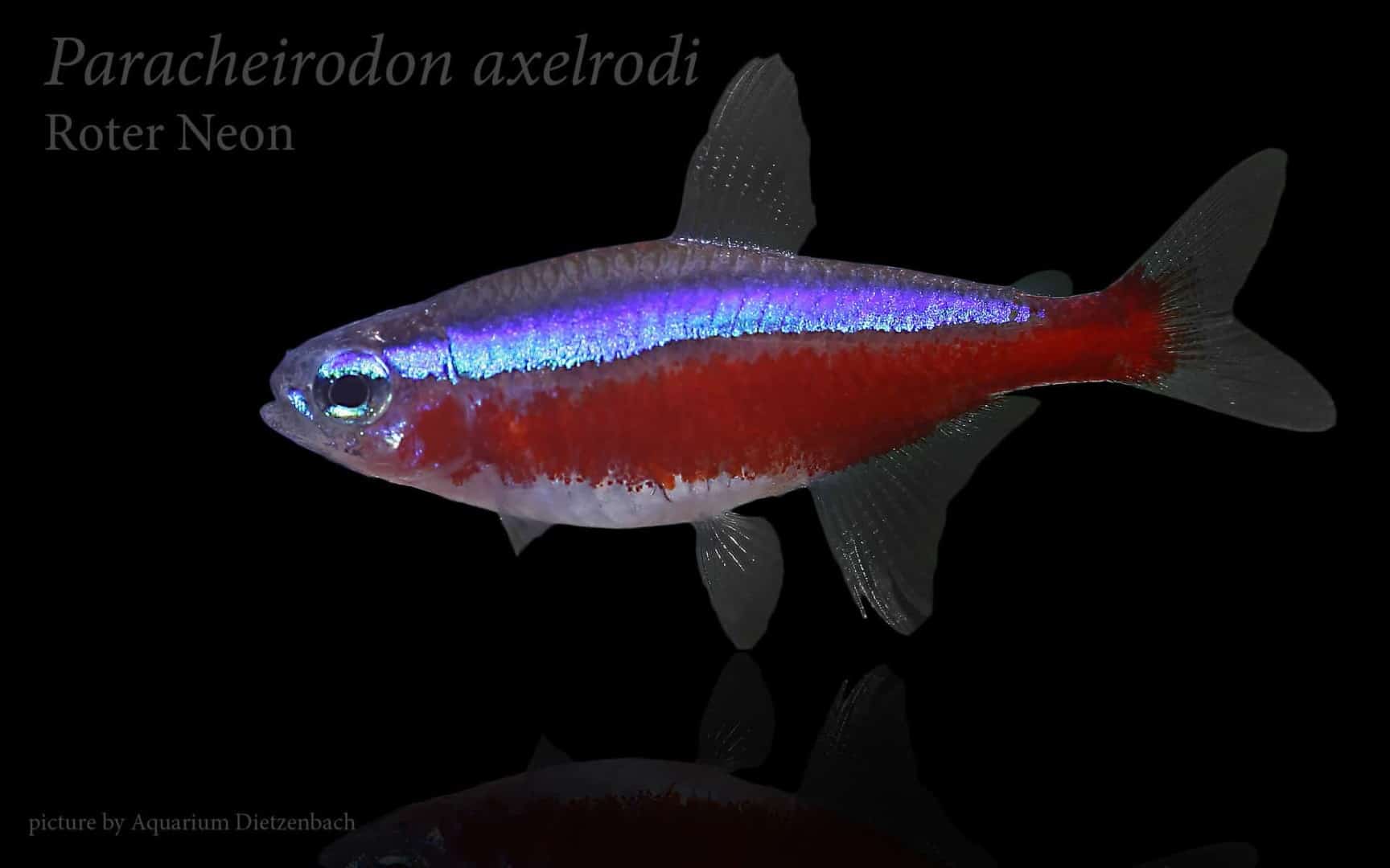 Paracheirodon axelrodi - Roter Neon 10