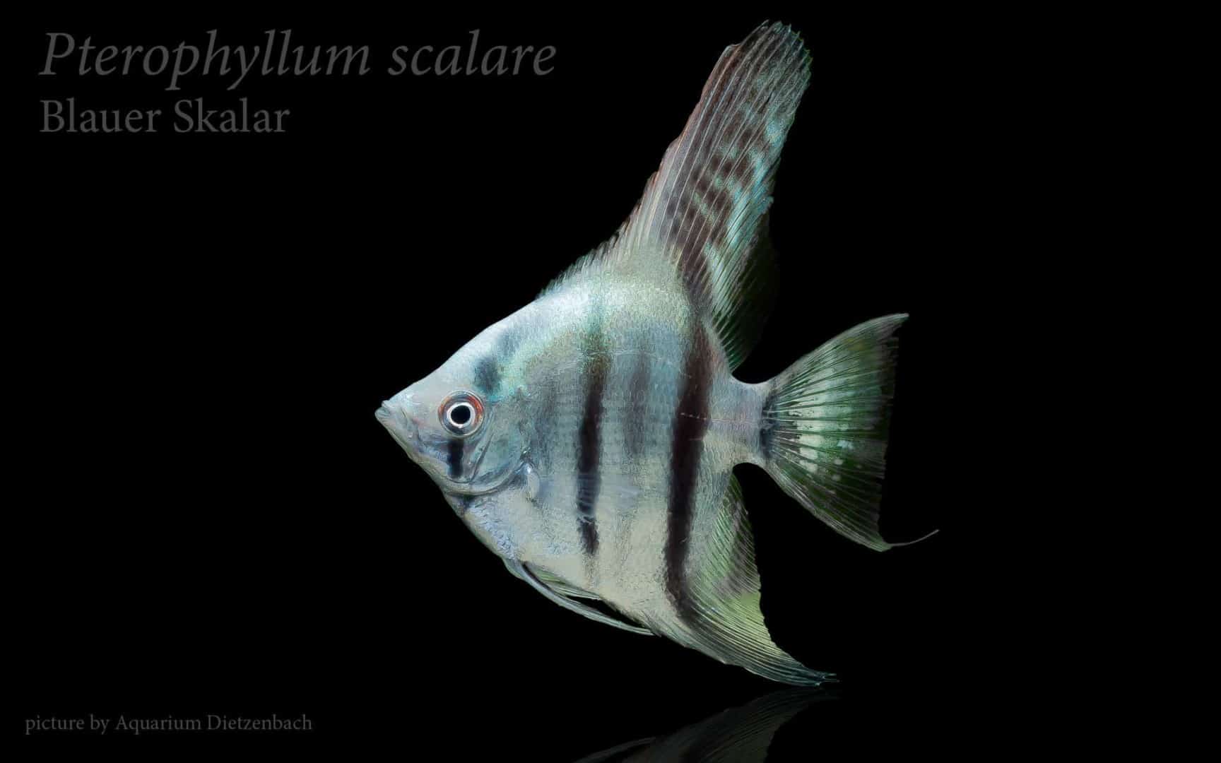 Pterophyllum scalare - Skalar 15