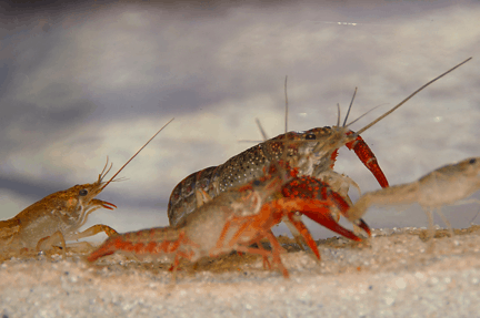 Procambarus clarkii - Roter Flusskrebs 3