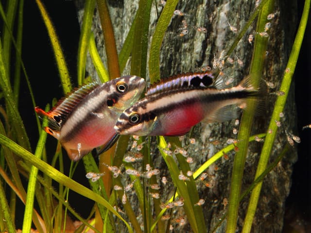 Pelvicachromis pulcher - Purpurprachtbuntbarsch 10