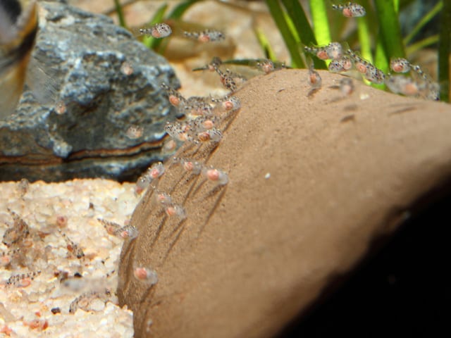 Pelvicachromis pulcher - Purpurprachtbuntbarsch 8