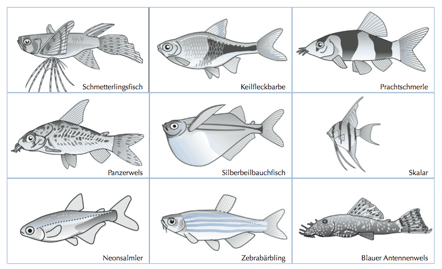 Zeichnungen Fische