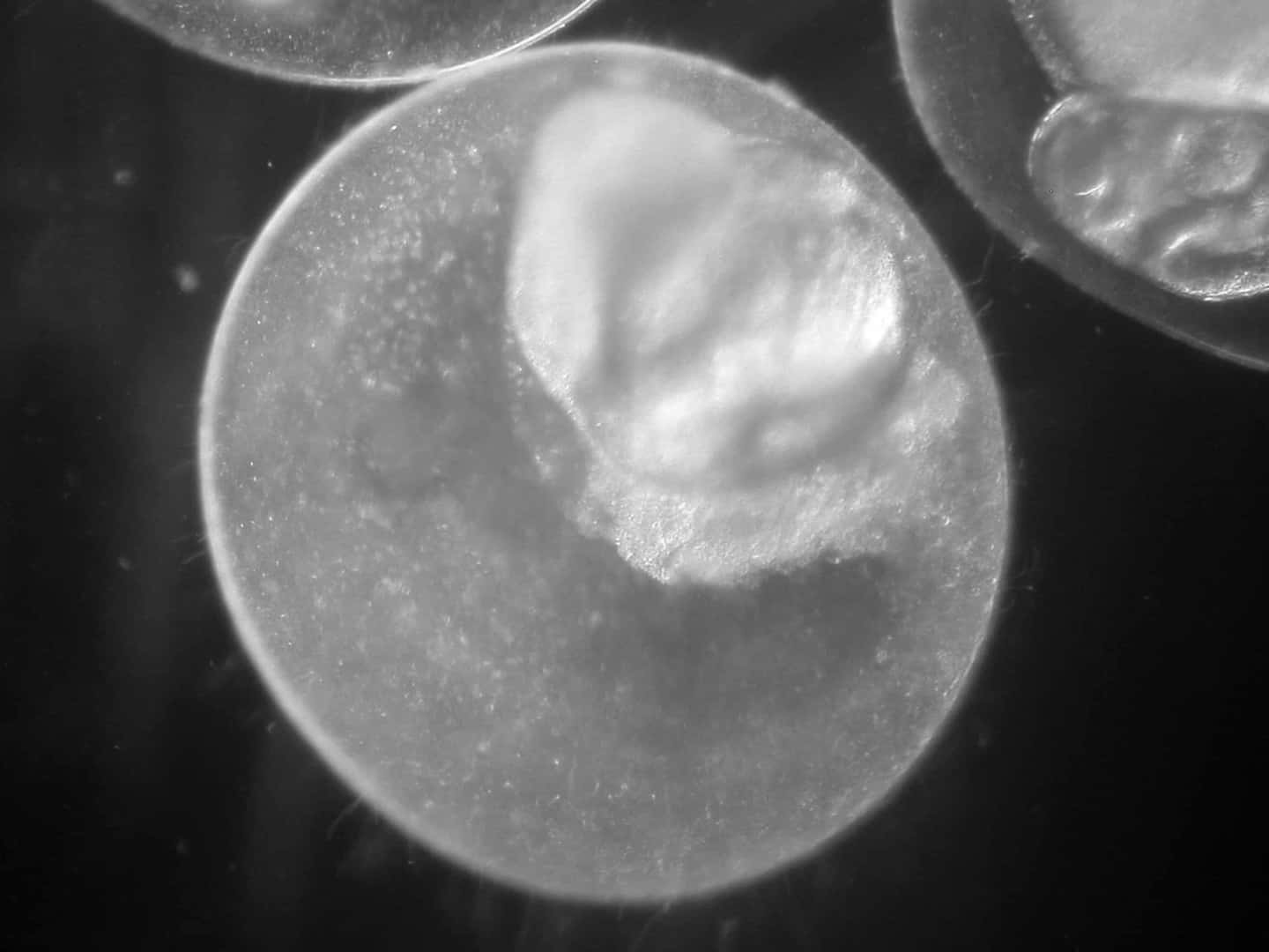 Mythen der Aquaristik: Eier platzen