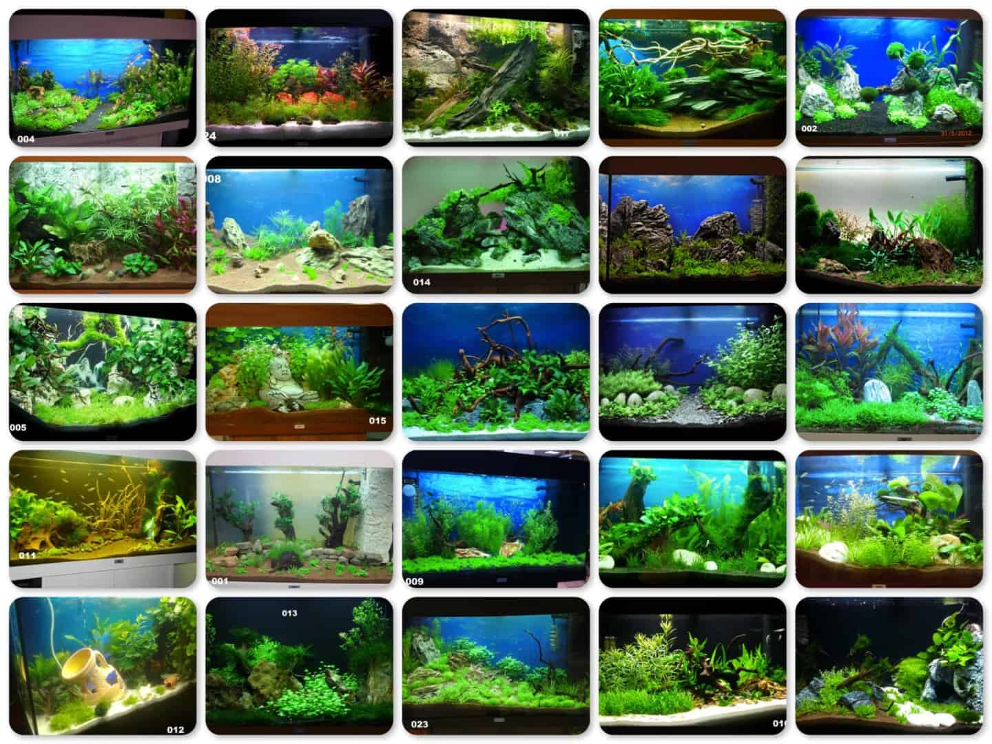 zookauf sucht den „Aquarien-Einrichtungsmeister 2012“ – Runde 1