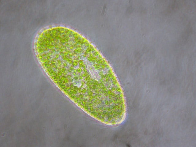 Paramecium bursaria - grüne Pantoffeltierchen  