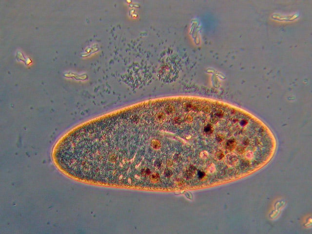 Paramecium caudatum - Pantoffeltierchen