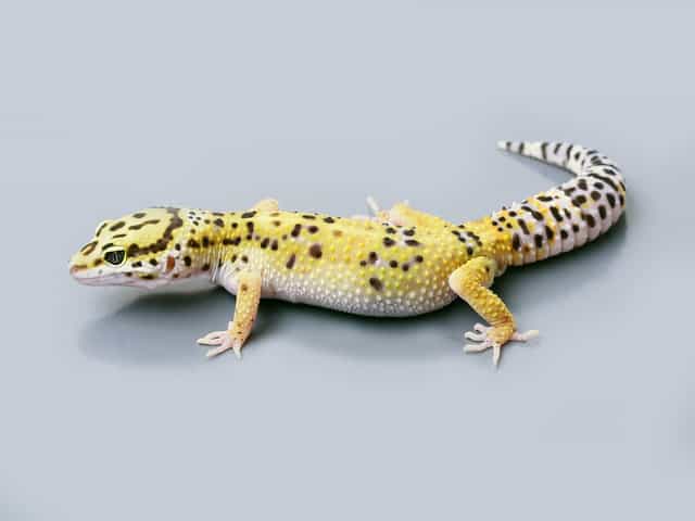 Leopardgecko I