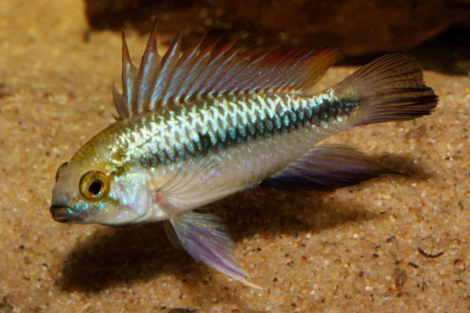 Apistogramma trifasciata