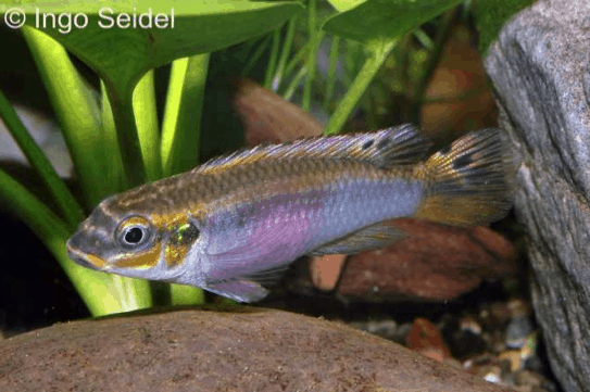Pelvicachromis taeniatus Bipindi 9