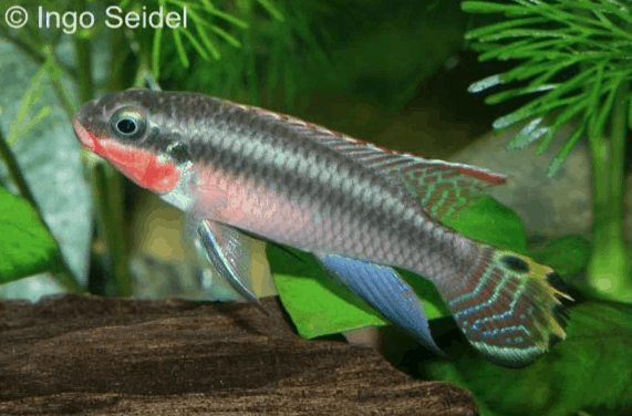 Pelvicachromis taeniatus Bipindi 8