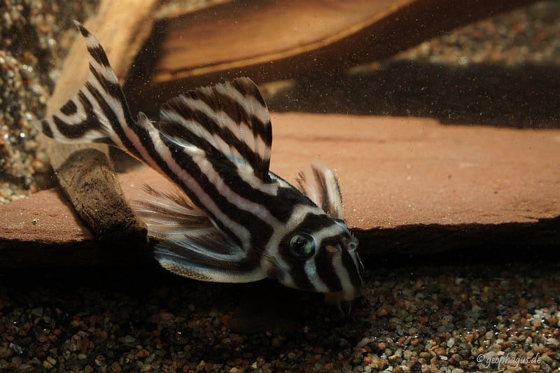 Hypancistrus zebra - Zebrawels L46 - my-fish - Aus Freude an der Aquaristik