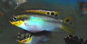 Pelvicachromis taeniatus - Smaragdprachtbarsch 1