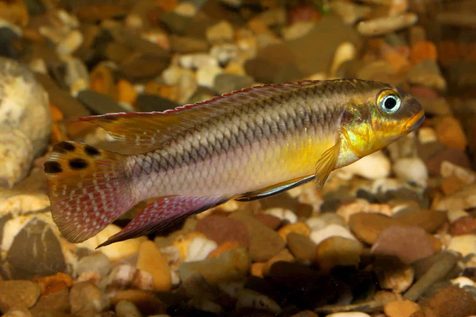Pelvicachromis taeniatus - Smaragdprachtbarsch 2
