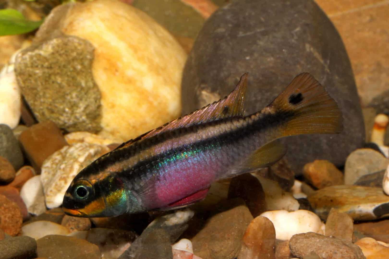 Pelvicachromis taeniatus - Smaragdprachtbarsch 3