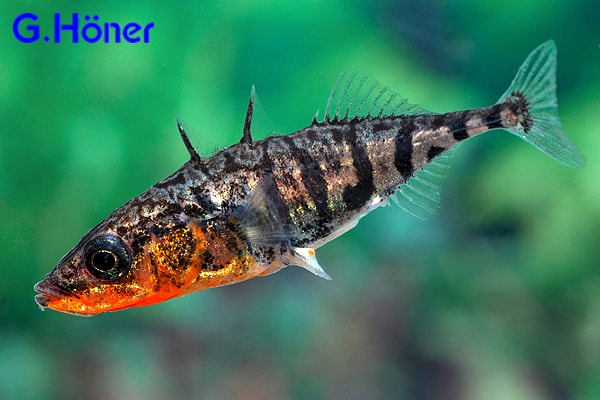 Gasterosteus Aculeatus Stichling dreistachlig My fish Aus Gasterosteus Aculeatus Stichling dreistachlig My fish Aus