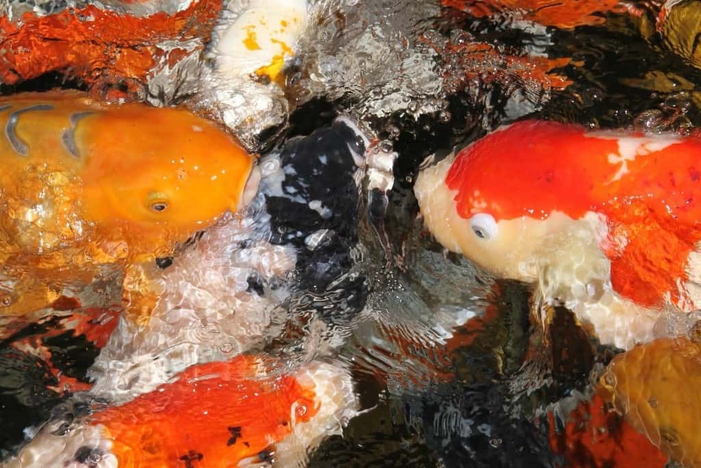 Koi e1406788564889 diese Koi können die Fütterung kaum erwarten - doch nicht zu viel füttern!