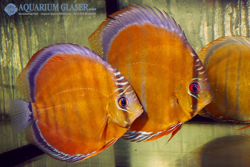 Diskus - my-fish - Aus Freude an der Aquaristik