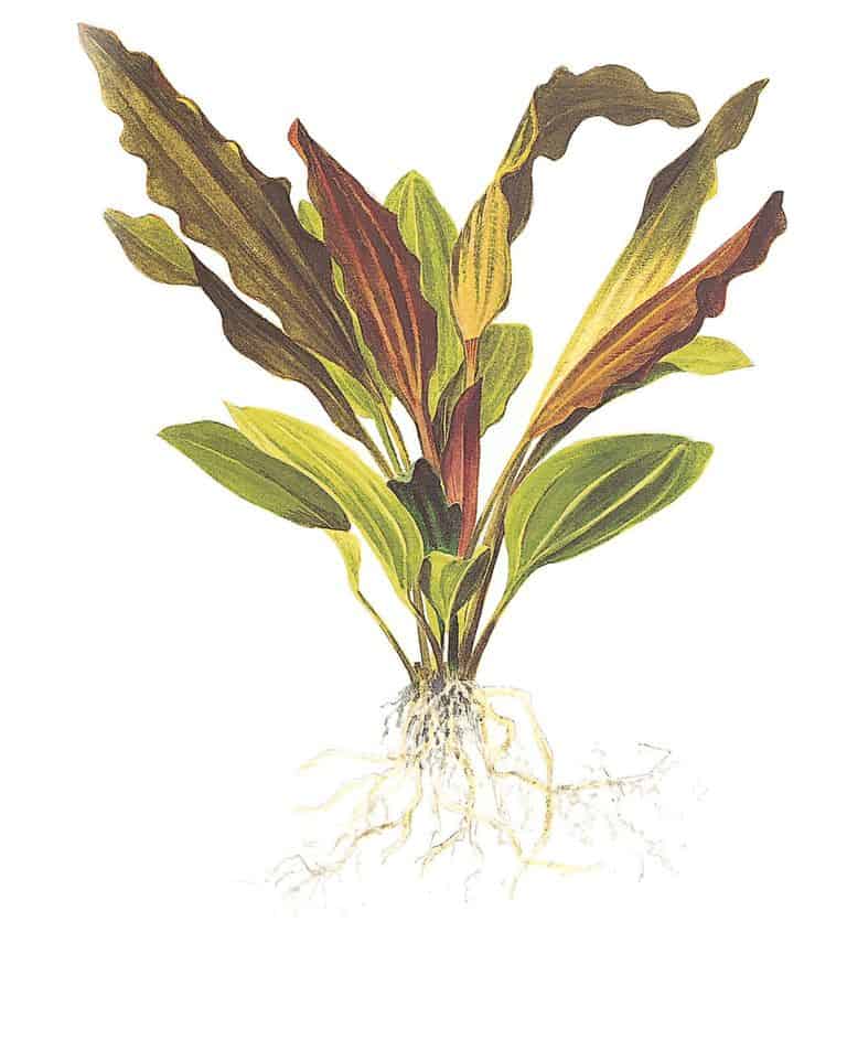 Echinodorus 'Rosé' 3
