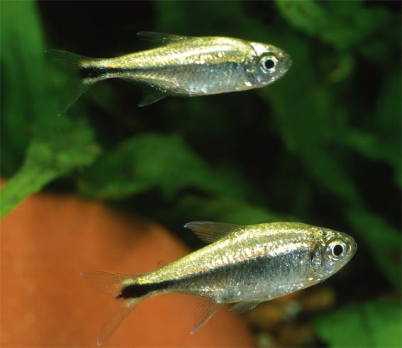 Kleiner Silbersalmler, Hyphessobrycon saizi, Paar (oben Männchen, unten Weibchen), Foto: H. Linke