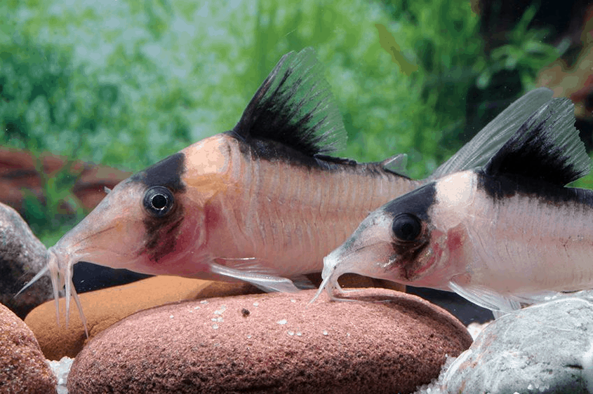 Sind Panzerwelse im Aquarium Schwarmfische?