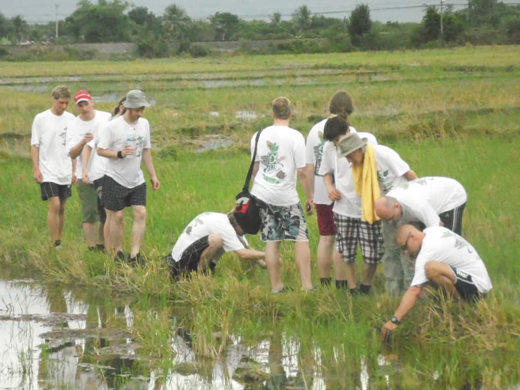 wir stürmten ein Reisfeld, um nach Tieren zu suchen