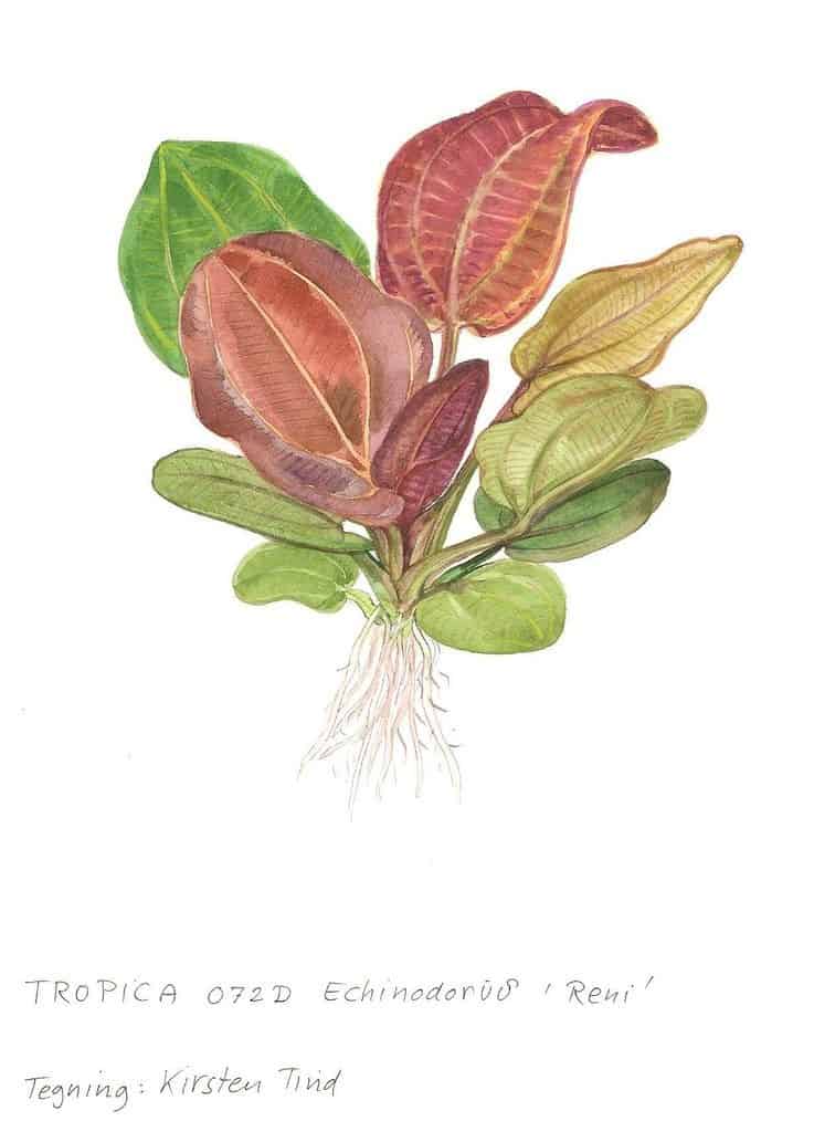 Echinodorus 'Reni' 2