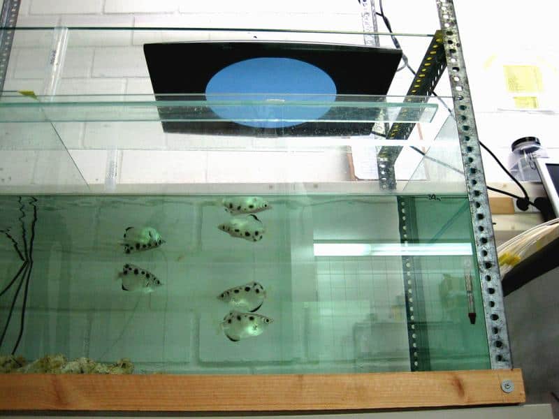 Schützenfische im Versuchslabor der Bayreuther Tierphysiologie. In dem kreisrunden Ausschnitt oberhalb des Beckens werden den Fischen fliegenförmige Objekte und verschiedene andere Objekte gezeigt. Foto: Lehrstuhl für Tierphysiologie, Universität Bayreuth