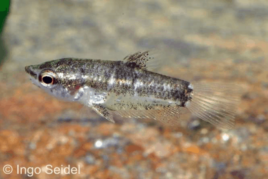 Parasphaerichthys lineatus - Zwerg-Schokoladengurami 1