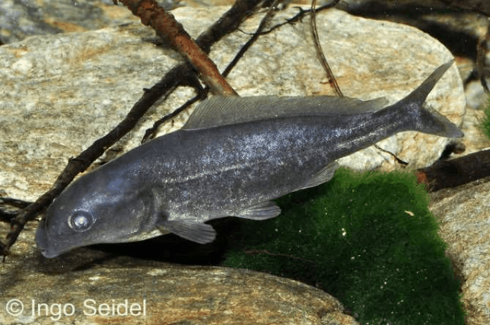 Mormyrus rume proboscirostris - Kongo-Tapirrüsselfisch 1
