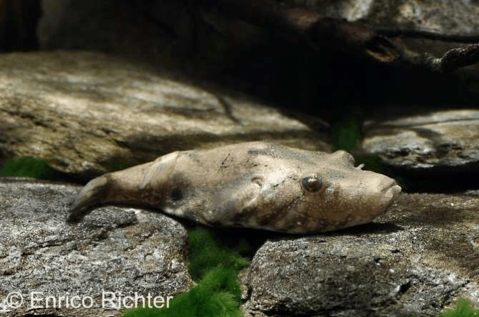 Tetraodon suvattii - Schweinenasen-Kugelfisch 1