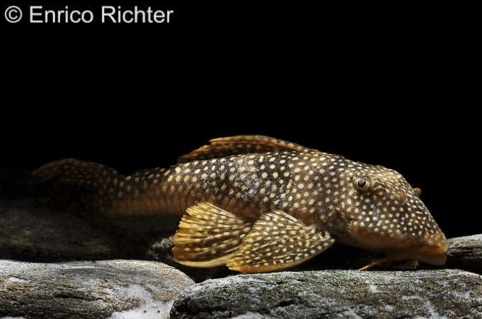 Bild: Enrico Richter, Scobinancistrus aureatus (L 14) aus dem mittleren Xingu