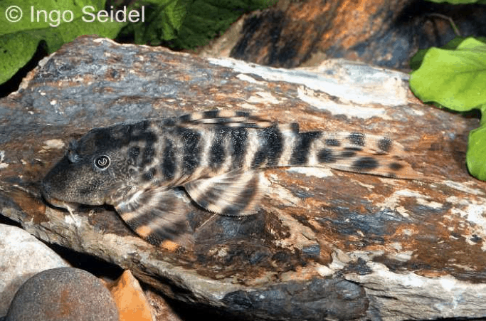 Panaqolus sp. (L 206) - Ucayali-Tigerharnischwels 1