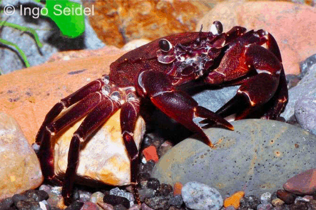 Die Violette Matano-Krabbe (Syntripsa matanensis)